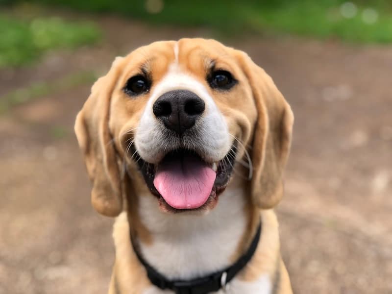 Pet