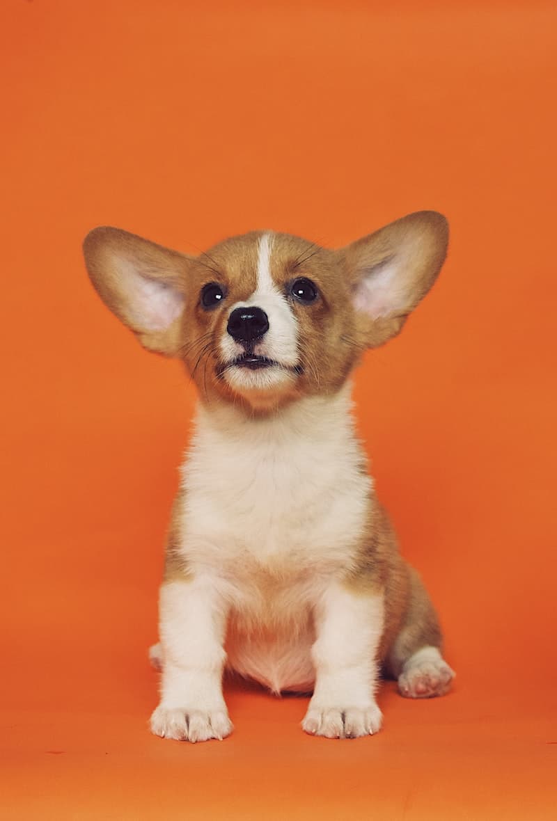 Pet