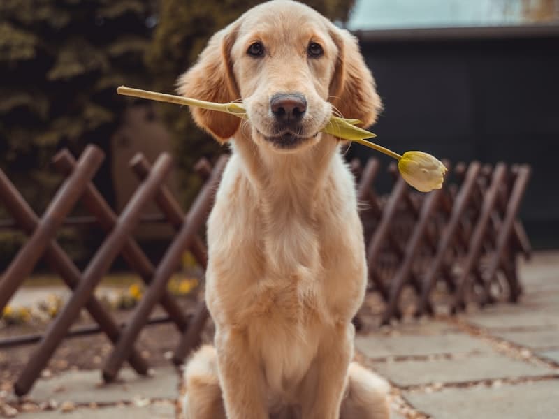 Pet