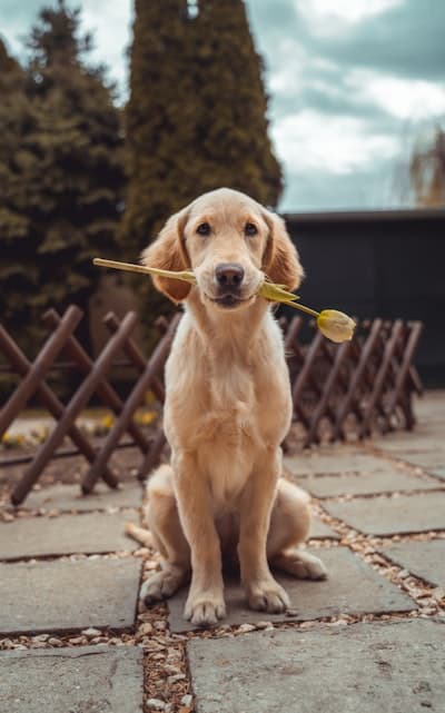 Pet