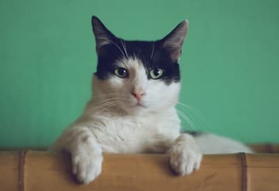 Pet