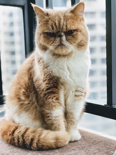 Pet
